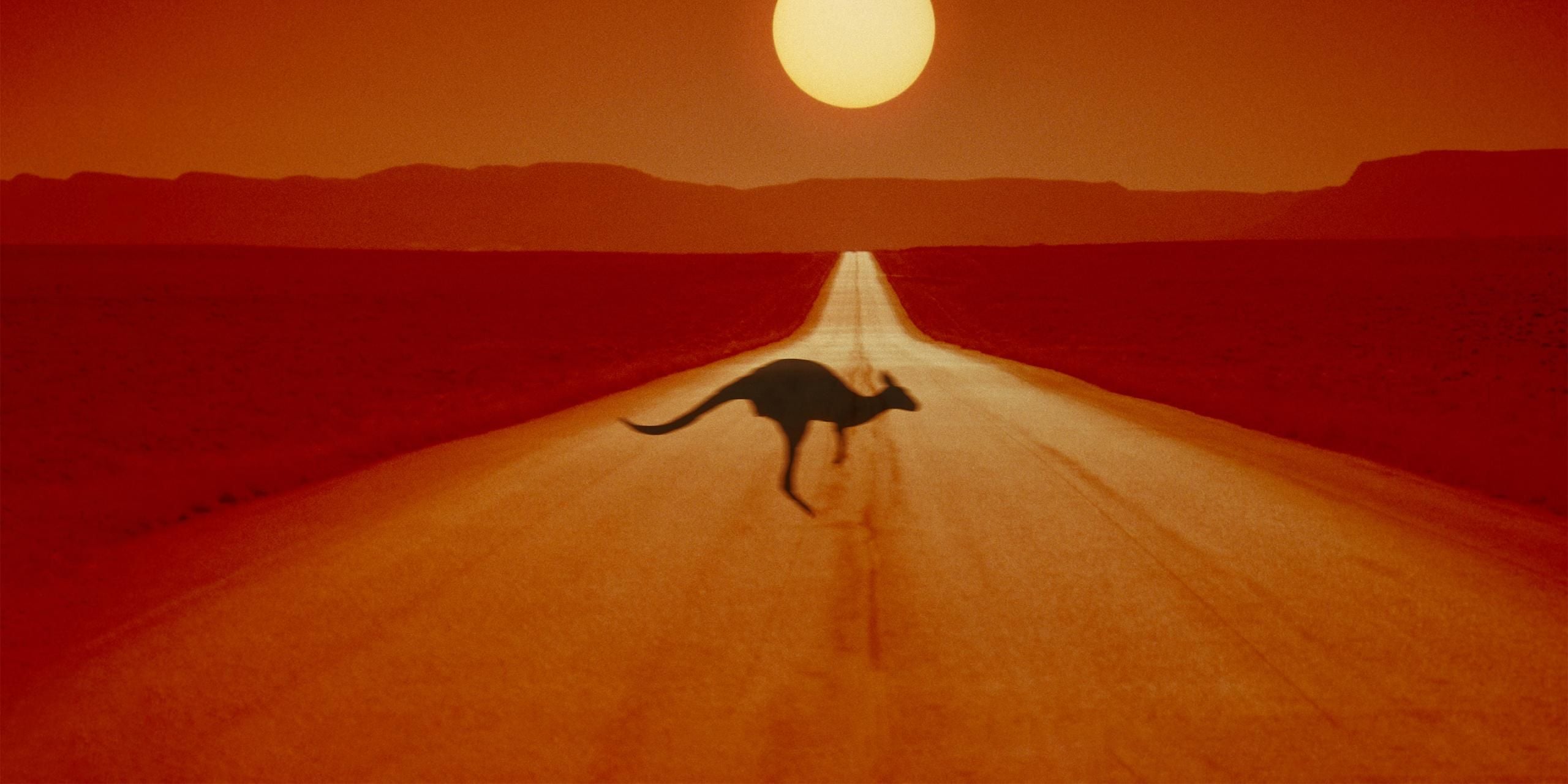Kangaroo, Australia