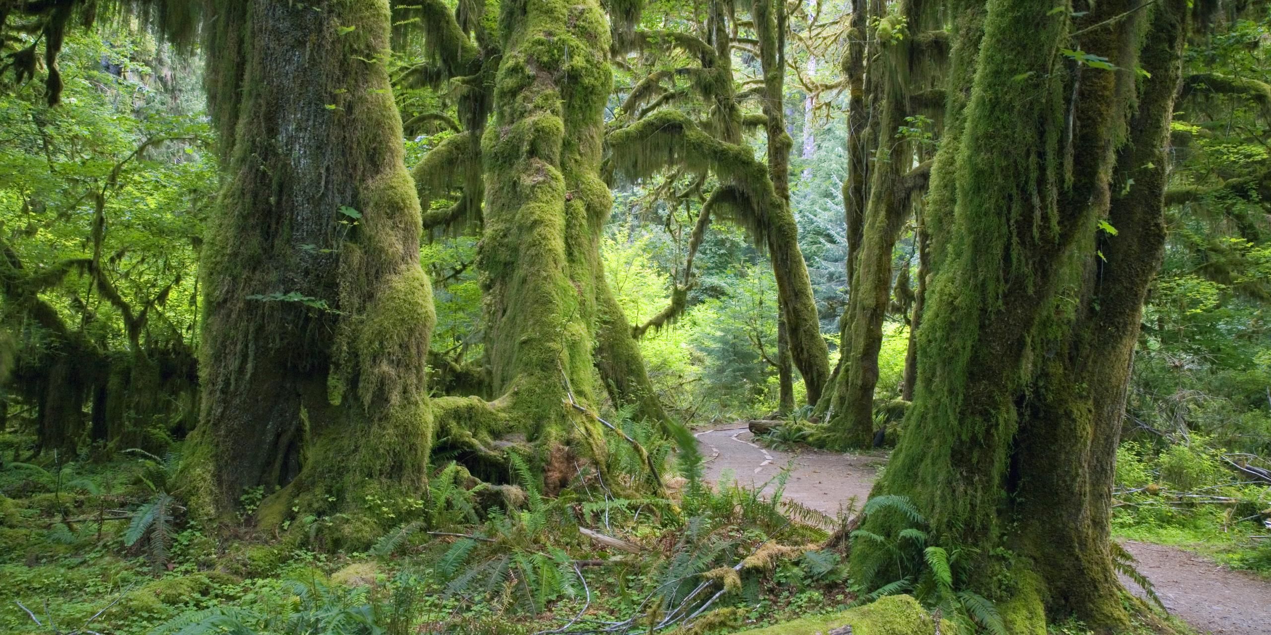 Lush forest